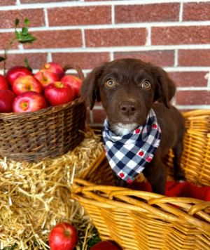 Honeycrisp