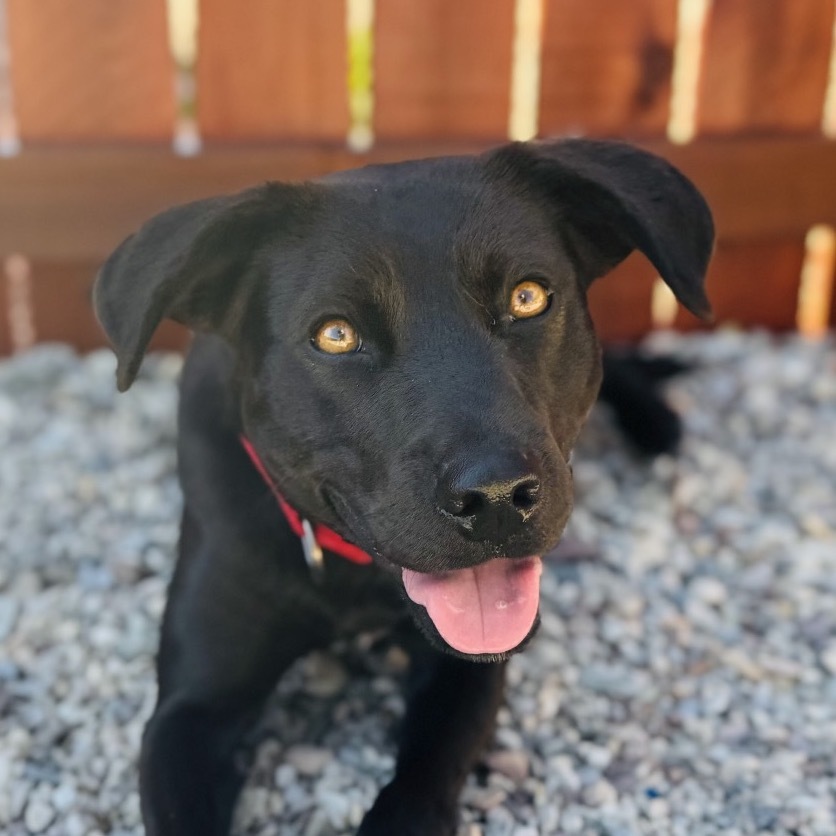 Honey Bun, an adoptable Black Labrador Retriever in Lander, WY, 82520 | Photo Image 1