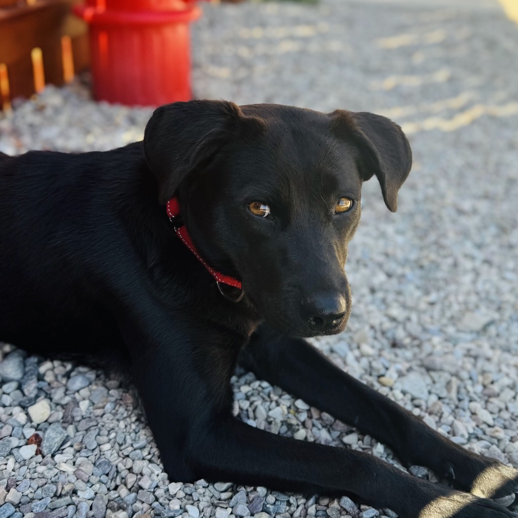 Honey Bun, an adoptable Black Labrador Retriever in Lander, WY, 82520 | Photo Image 2