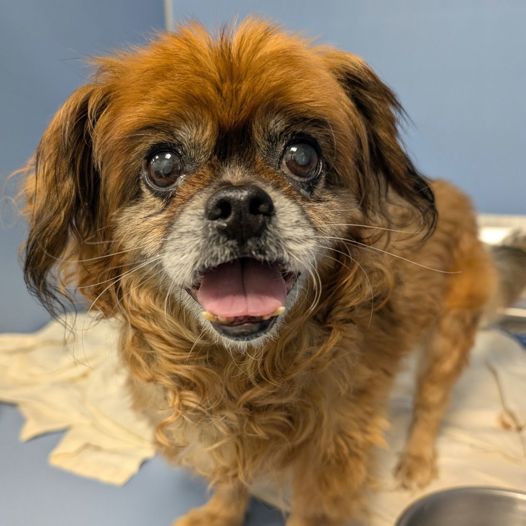 Nella, an adoptable Pekingese in New Castle, DE, 19720 | Photo Image 1