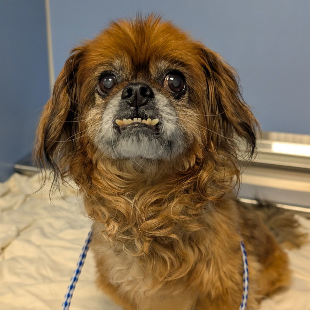Nella, an adoptable Pekingese in New Castle, DE, 19720 | Photo Image 2