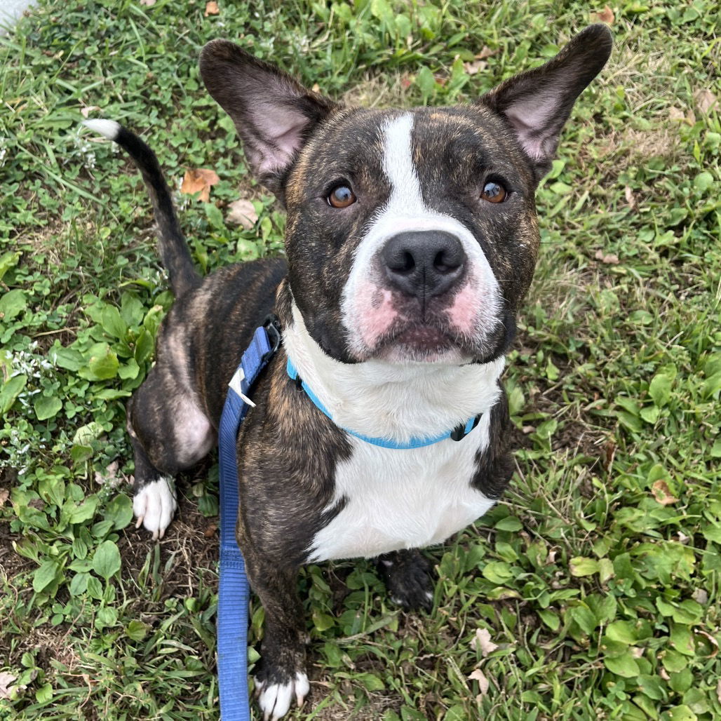 Gotti