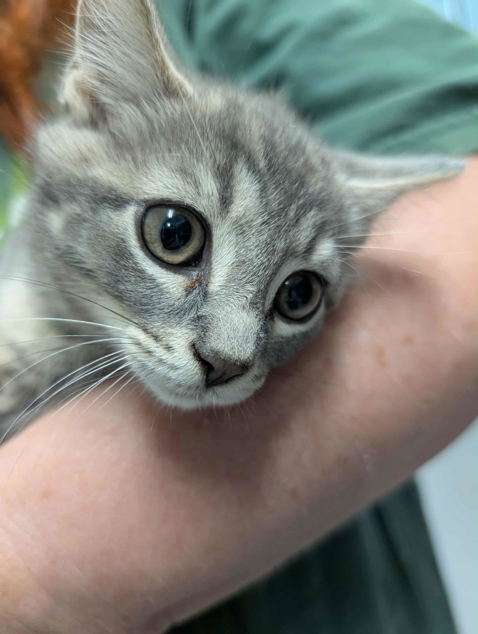 Pianist - At shelter