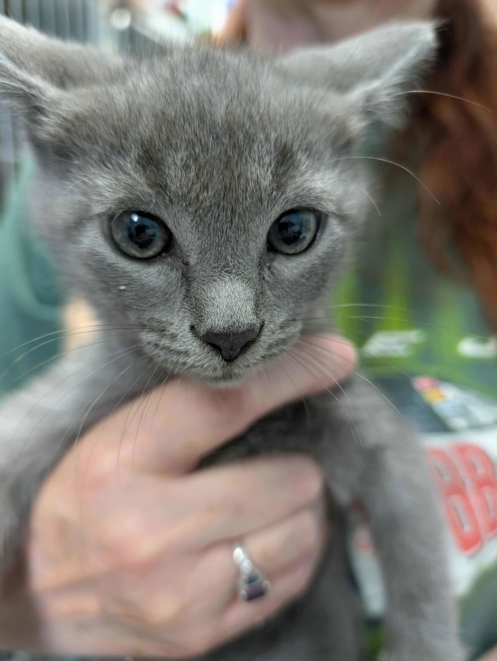 Philosopher - At shelter