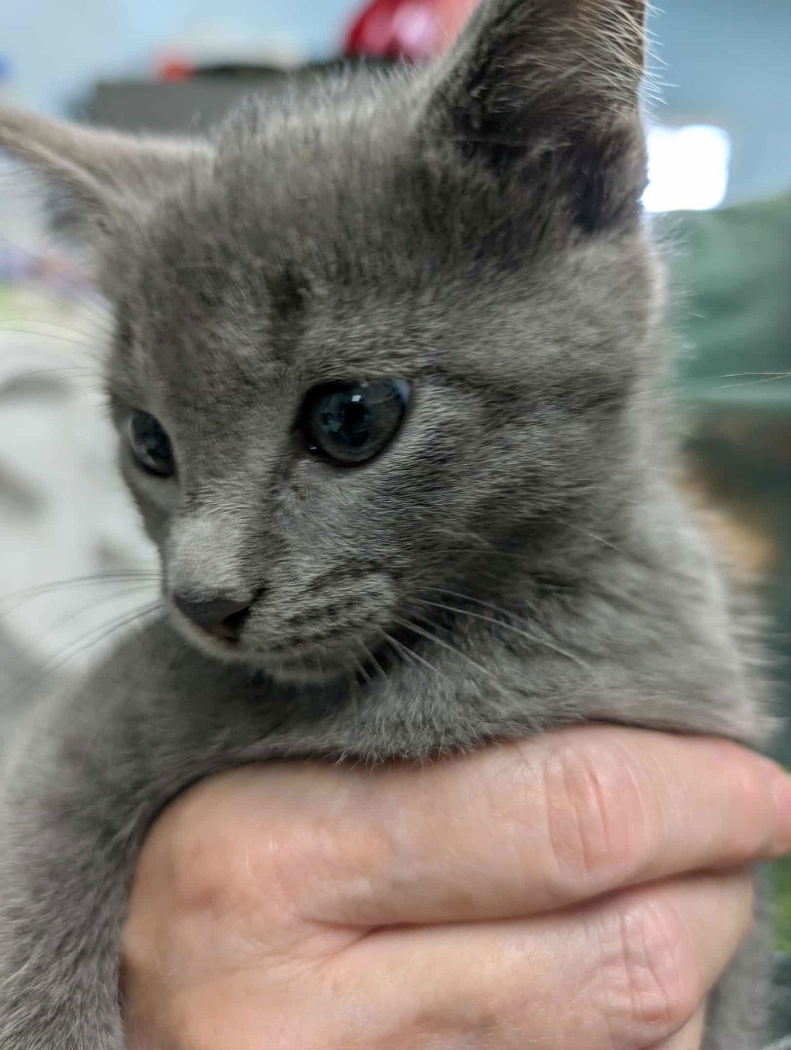 Paleontologist - At shelter