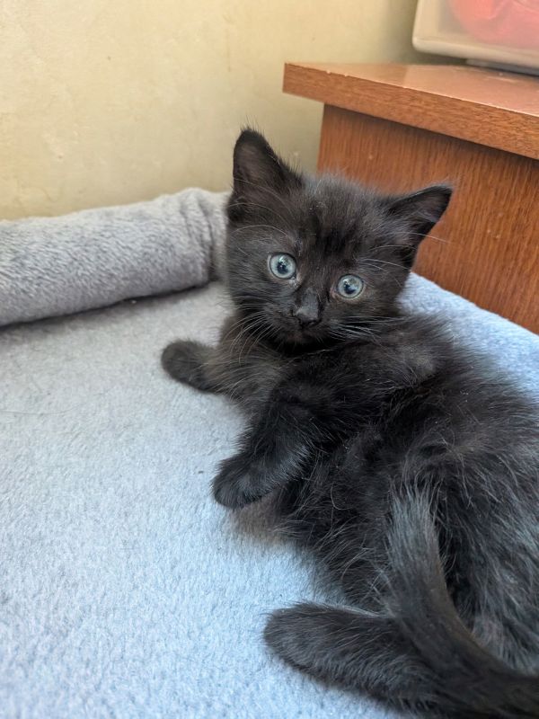 C292 Litter Snickers