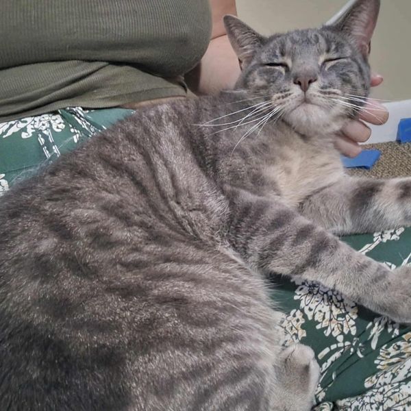 Mochi