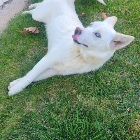 Hera