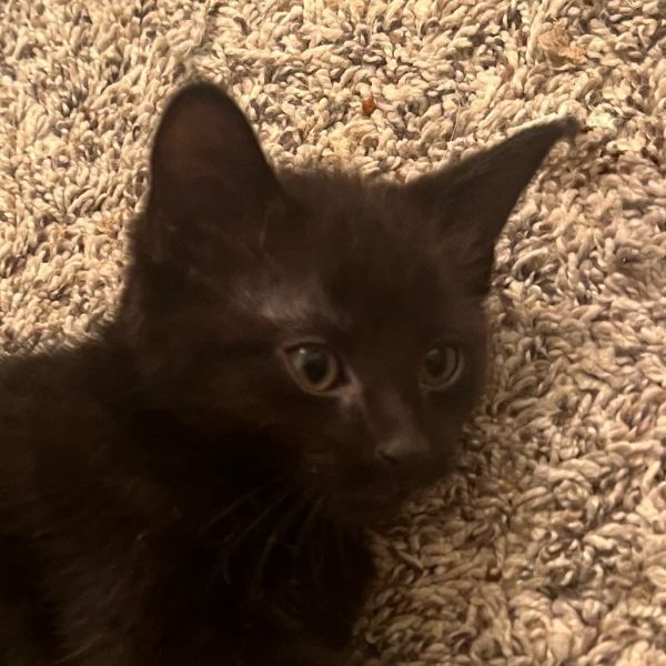 Pistachio Berkeley (Dina kitten)