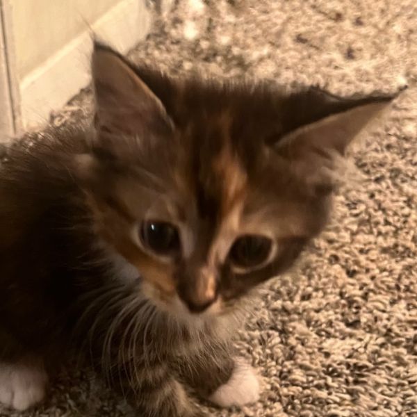 Walnut Berkeley (Dina kitten)