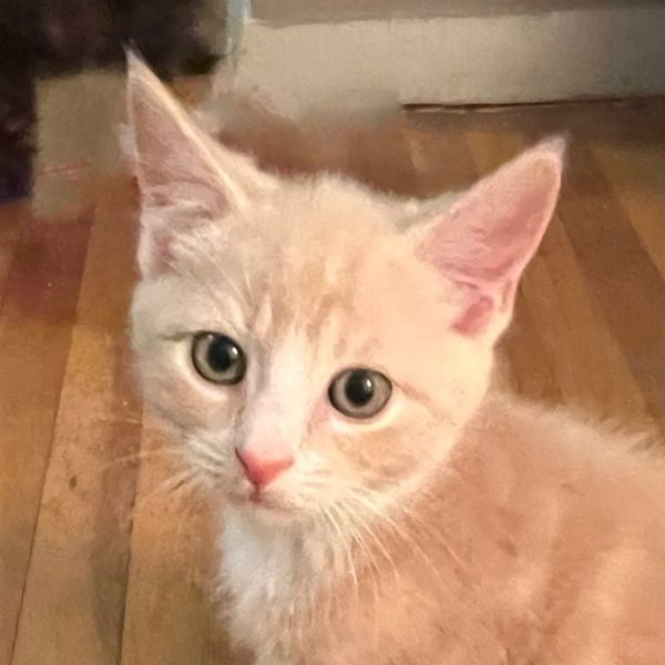 Cashew Berkeley (Dina kitten)