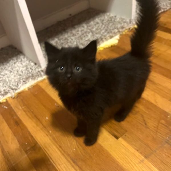 Pecan Berkeley (Dina kitten)