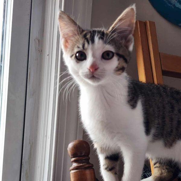 Milo