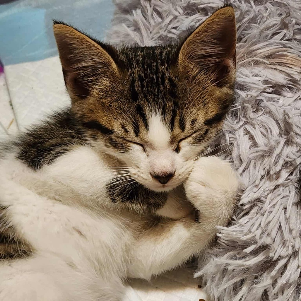 Jinx (paired with Ricky)