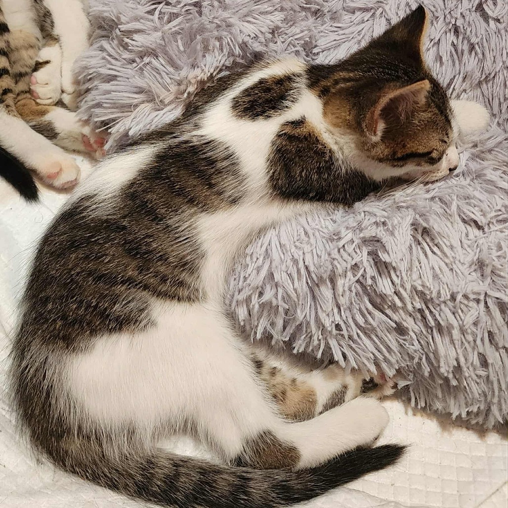 Jinx (paired with Ricky)