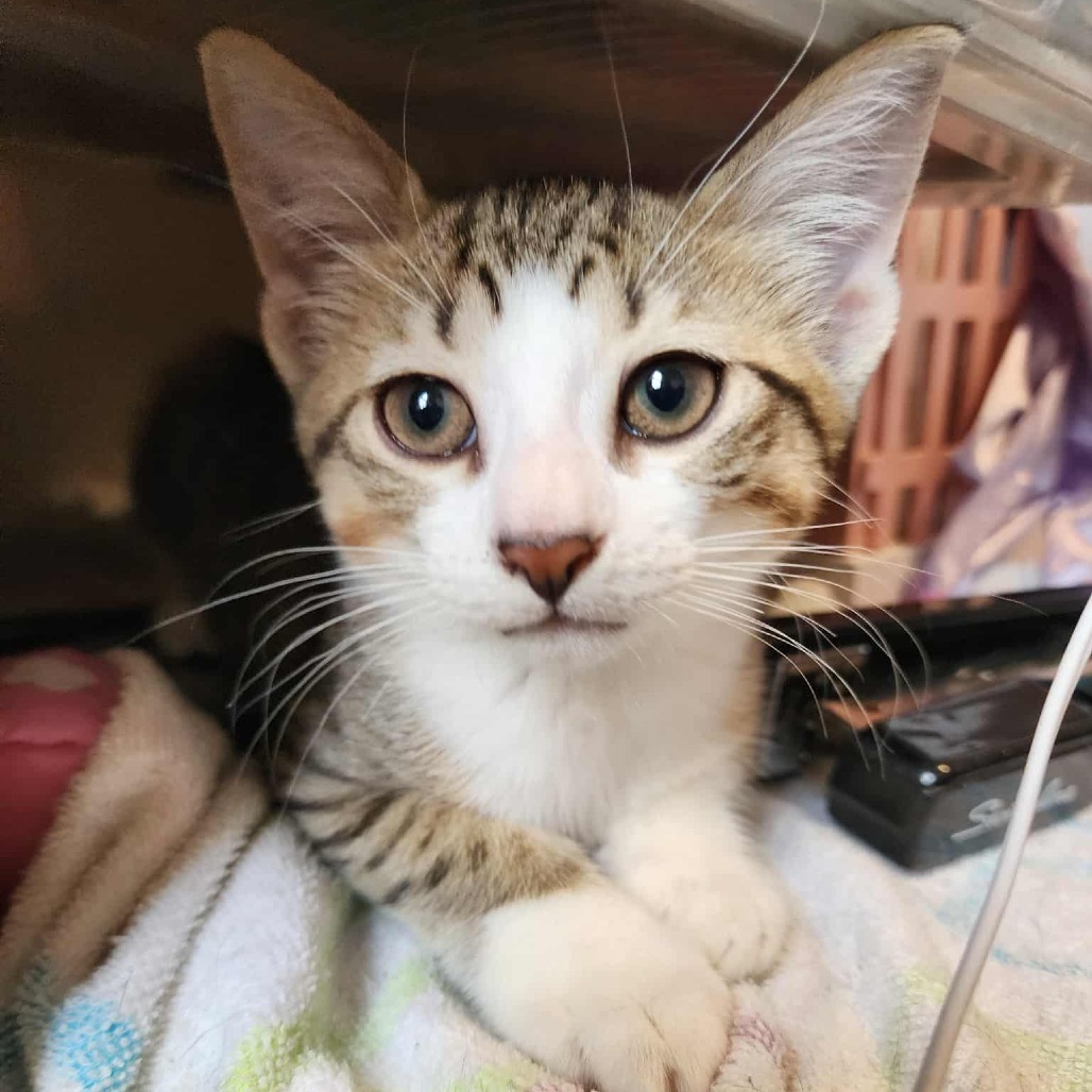 Ricky (paired with Jinx)