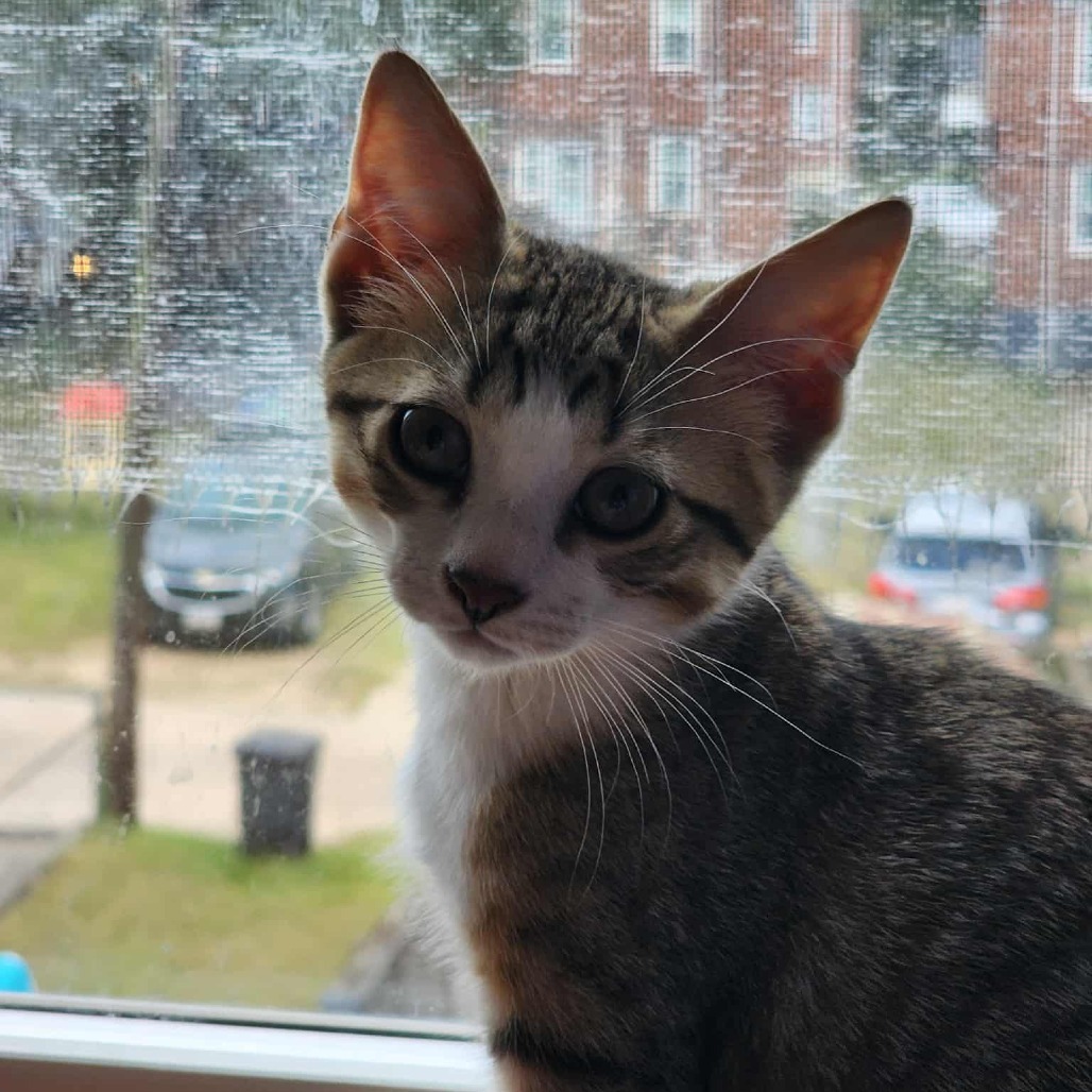 Ricky (paired with Jinx)