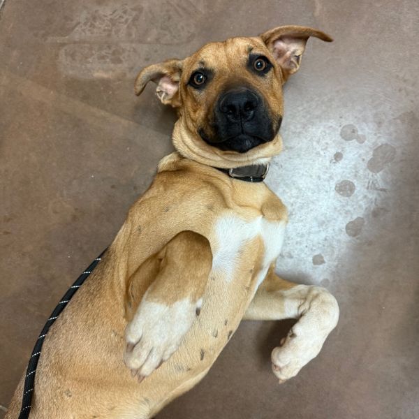 Kernel- Sweetest Smile! Does best in a Single-Dog Home!