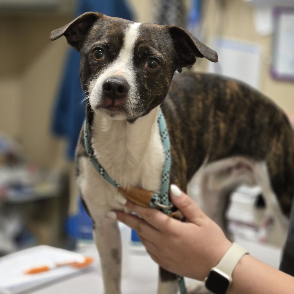 Skedaddle, an adoptable Whippet, Mixed Breed in Wickenburg, AZ, 85390 | Photo Image 2