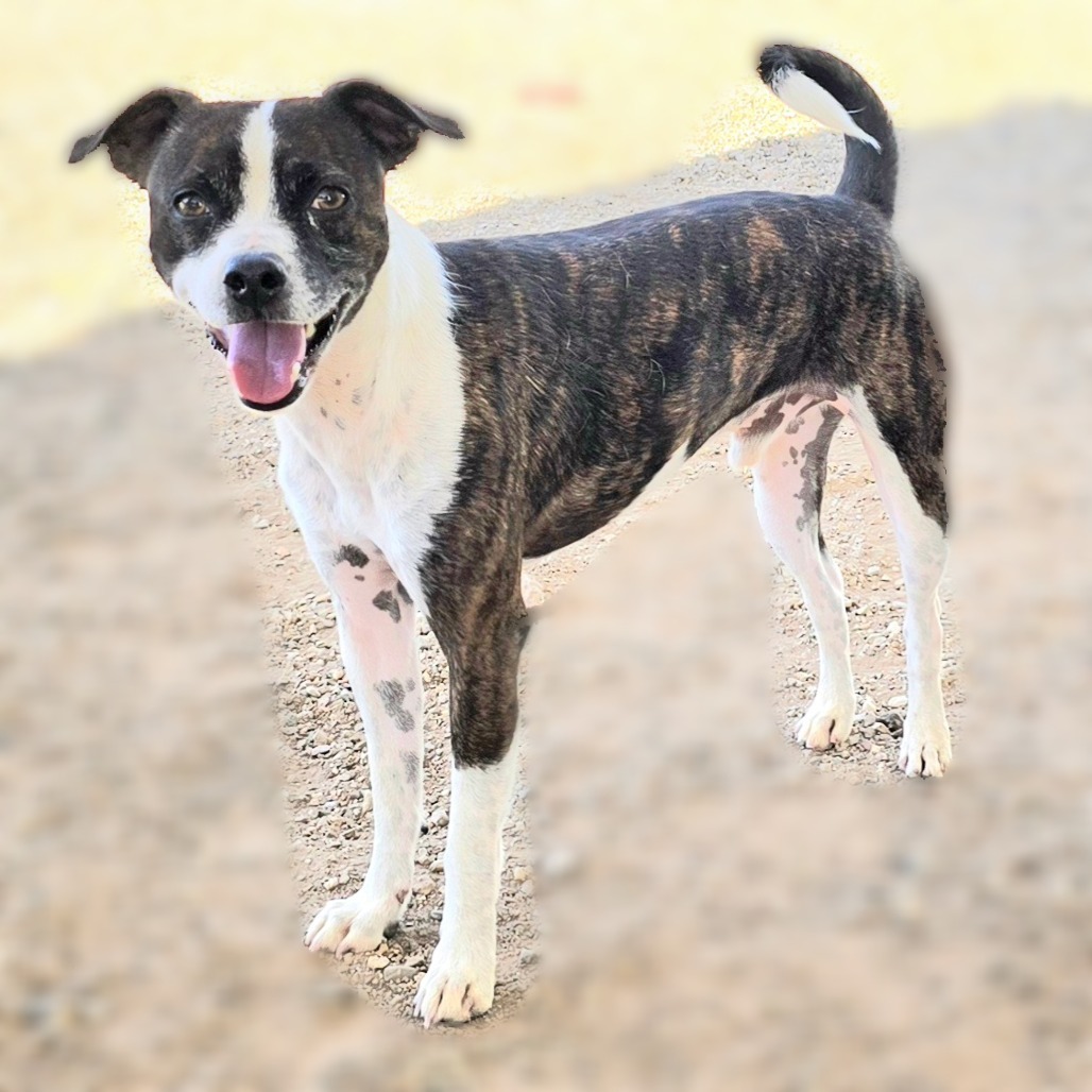 Skedaddle, an adoptable Whippet, Mixed Breed in Wickenburg, AZ, 85390 | Photo Image 3