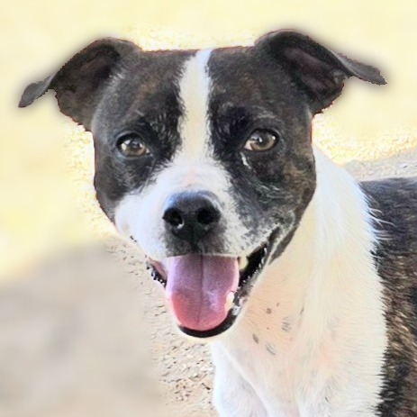 Skedaddle, an adoptable Whippet, Mixed Breed in Wickenburg, AZ, 85390 | Photo Image 4