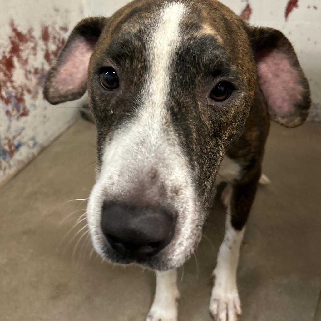 chippy, an adoptable Bullmastiff, Labrador Retriever in Enterprise, AL, 36330 | Photo Image 1