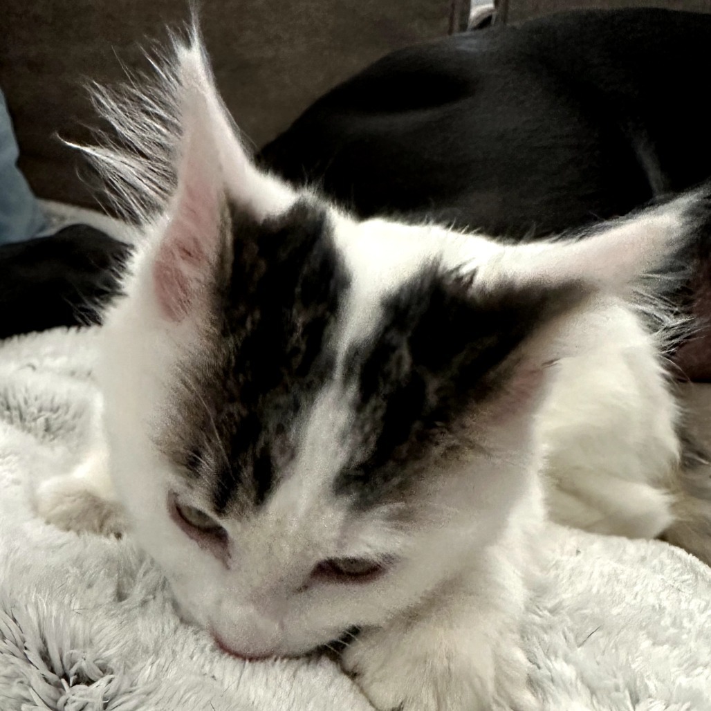 Frankie