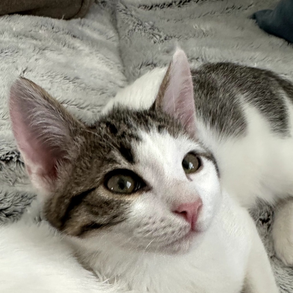 Georgie