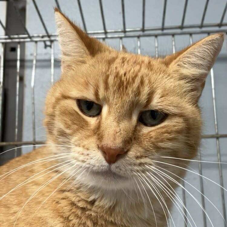 Dusty, an adoptable Domestic Short Hair in Duncan, OK, 73533 | Photo Image 1