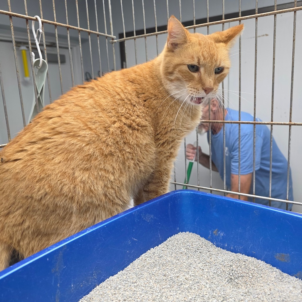 Dusty, an adoptable Domestic Short Hair in Duncan, OK, 73533 | Photo Image 2
