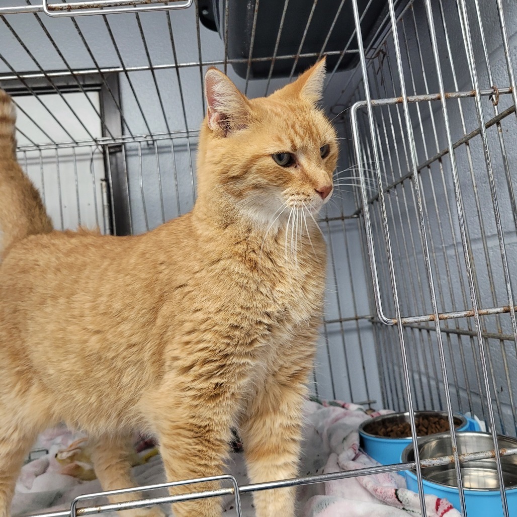 Dusty, an adoptable Domestic Short Hair in Duncan, OK, 73533 | Photo Image 3