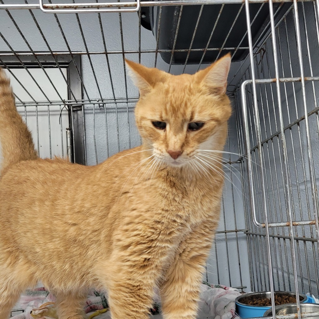 Dusty, an adoptable Domestic Short Hair in Duncan, OK, 73533 | Photo Image 4