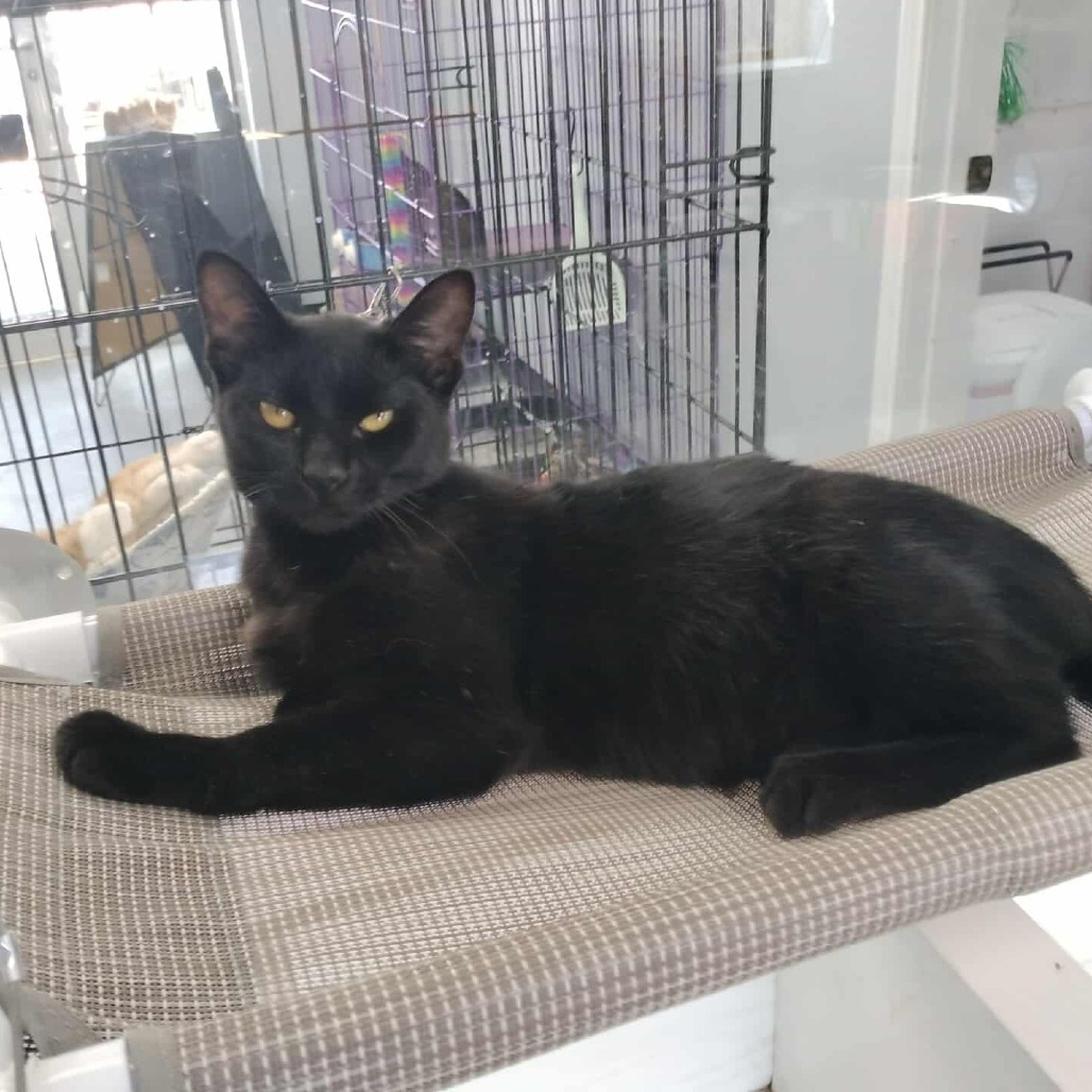 Siren, an adoptable Domestic Short Hair in Duncan, OK, 73533 | Photo Image 1