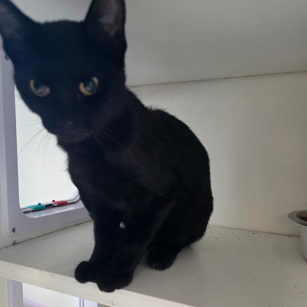 Siren, an adoptable Domestic Short Hair in Duncan, OK, 73533 | Photo Image 2