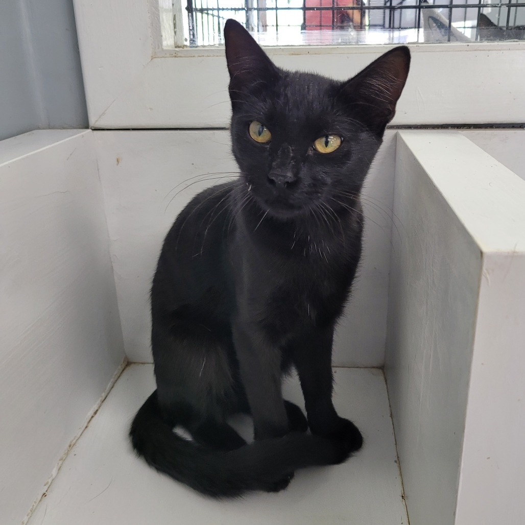 Poppy, an adoptable Domestic Short Hair in Duncan, OK, 73533 | Photo Image 1