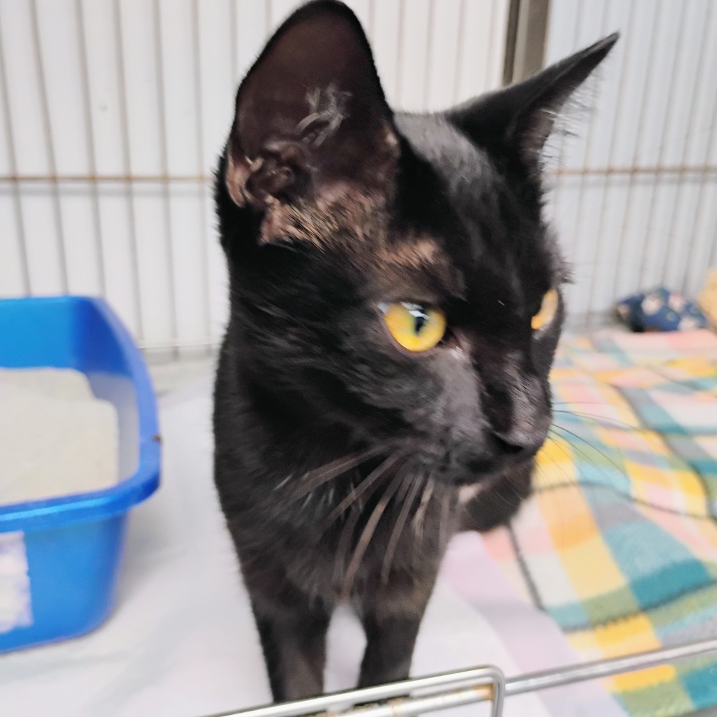 Poppy, an adoptable Domestic Short Hair in Duncan, OK, 73533 | Photo Image 2