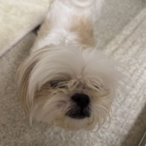 Bella