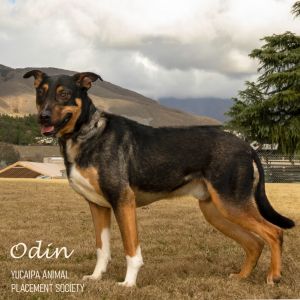 Odin