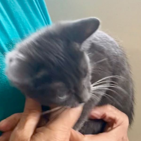 Emmy (Monroe ACO Kitten 2)