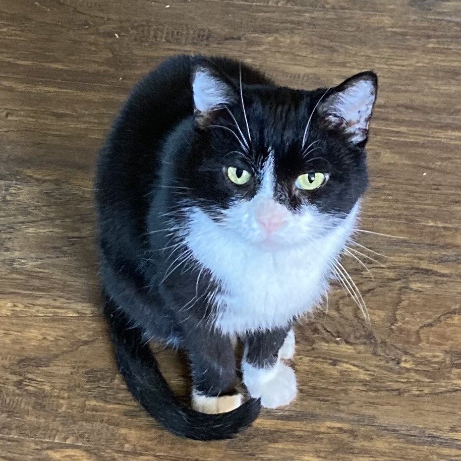 Matty, an adoptable Domestic Short Hair in Grand Rapids, MN, 55744 | Photo Image 1