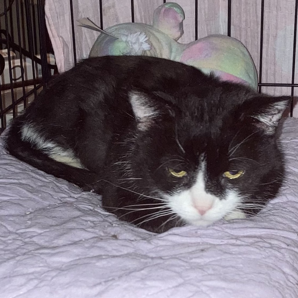 Matty, an adoptable Domestic Short Hair in Grand Rapids, MN, 55744 | Photo Image 2