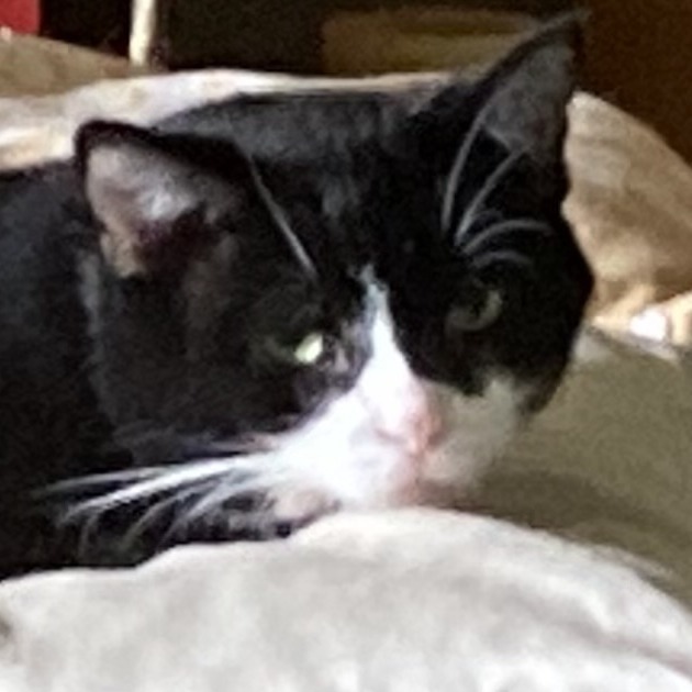 Matty, an adoptable Domestic Short Hair in Grand Rapids, MN, 55744 | Photo Image 3