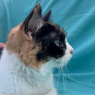 Mara, an adoptable Domestic Medium Hair in Grand Rapids, MN, 55744 | Photo Image 1