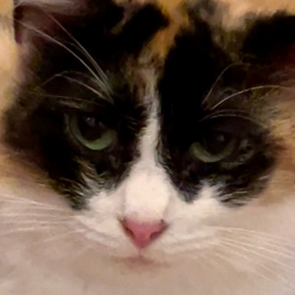 Mara, an adoptable Domestic Medium Hair in Grand Rapids, MN, 55744 | Photo Image 3