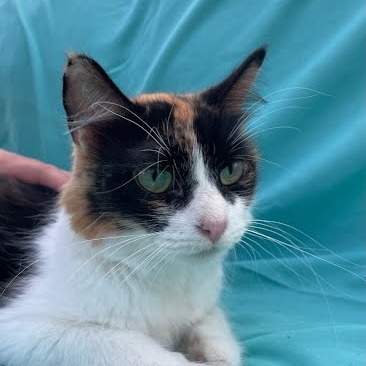 Mara, an adoptable Domestic Medium Hair in Grand Rapids, MN, 55744 | Photo Image 4