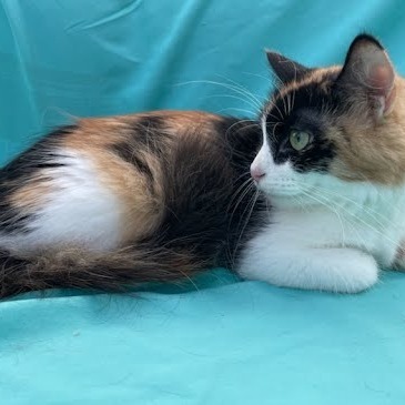 Mara, an adoptable Domestic Medium Hair in Grand Rapids, MN, 55744 | Photo Image 5