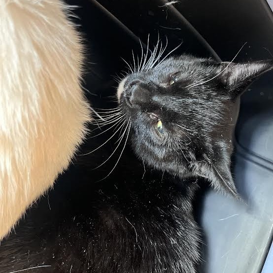 Toothless