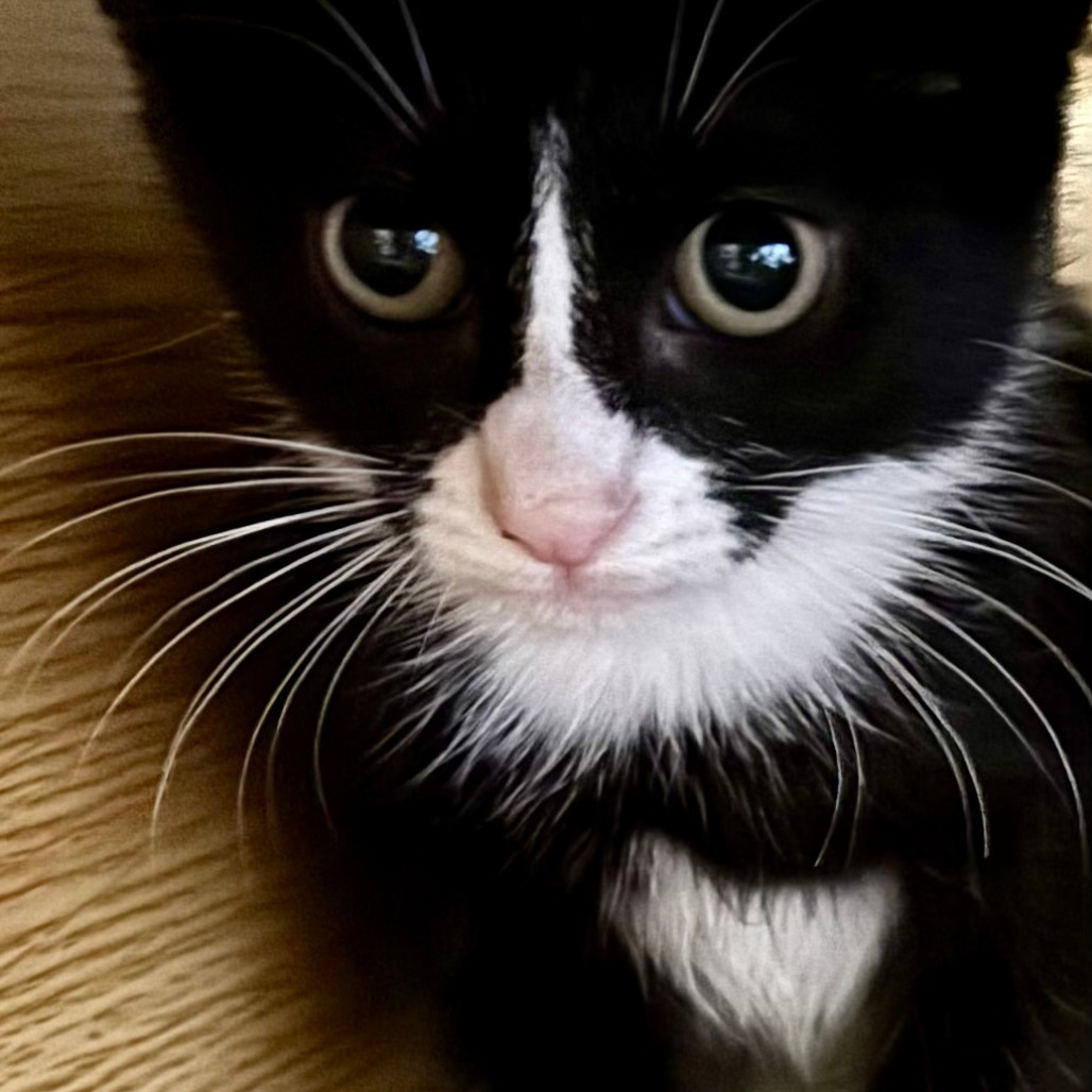 Emmylou