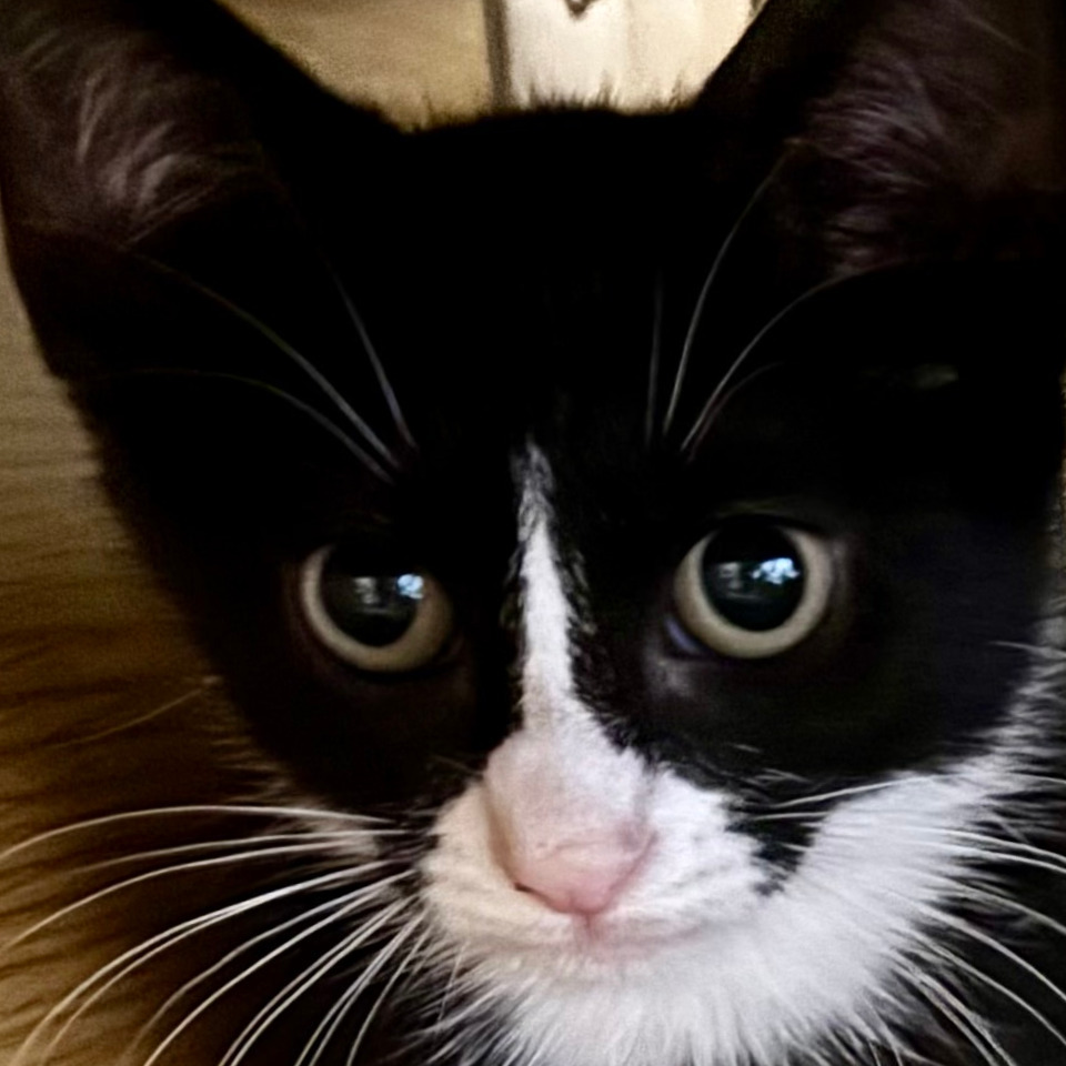 Emmylou