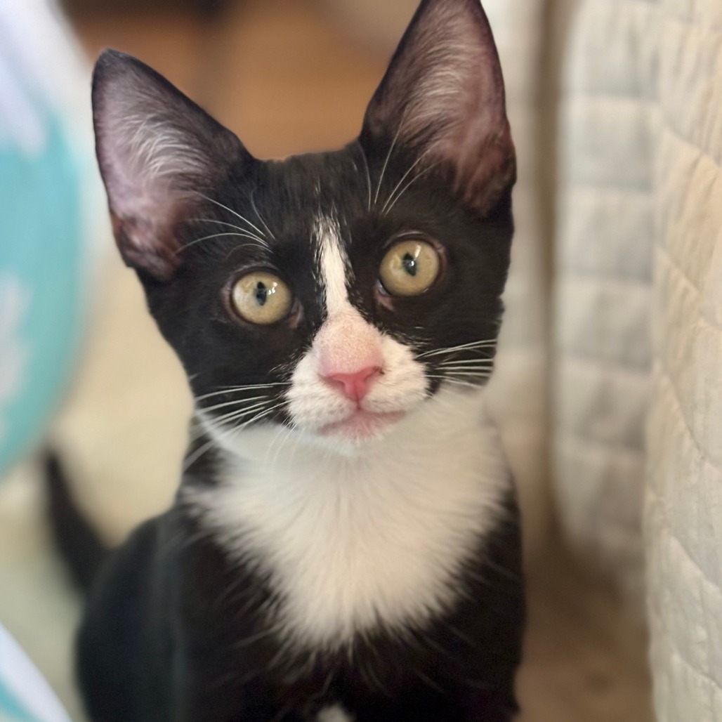 Emmylou